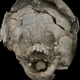 An infant skull adorned with the crania of a juvenile individual.